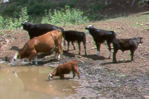 Cattle tank