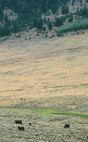 Sage brush encroaching along Antelope Creek, Antelope Basin Management Area, Montana. Photo by Mike Hudak.
