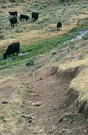 Hillside erosion caused by cattle walking to Antelope Creek, Antelope Basin Management Area, Montana. Photo by Mike Hudak.