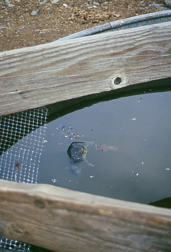 Drowned squirrel in water trough, Antelope Basin Management Area, Montana. Photo by Mike Hudak.