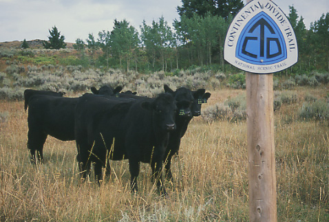 Hiking Cows, Continental Divide Trail, Antelope Basin Allotment, Antelope Basin Management Area, Montana. Photo by Mike Hudak.