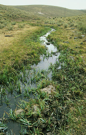 Cropped and trampled vegetation, Antelope Creek, Antelope Basin Management Area, Montana. Photo by Mike Hudak.