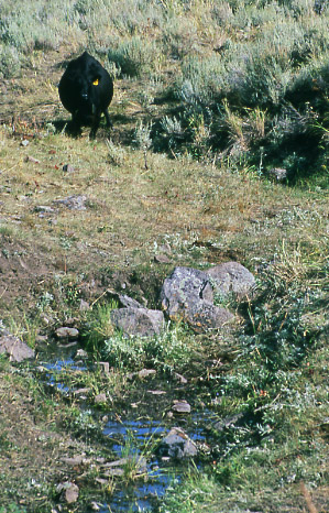 Cows at Horse Creek, Elk Lake Allotment, Antelope Basin Management Area. Photo by Mike Hudak.