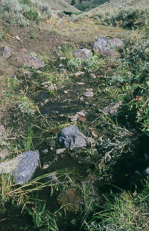 Erosion; Horse Creek, Elk Lake Allotment, Antelope Basin Management Area. Photo by Mike Hudak.