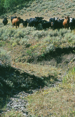 Horse Creek, Elk Lake Allotment, Antelope Basin Management Area. Photo by Mike Hudak.