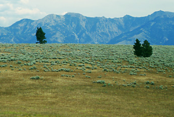 View into Cliff Lake Bench Research Natural Area. Photo by Mike Hudak.