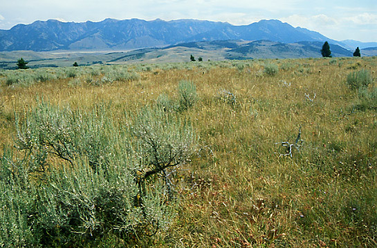 Flora; Cliff Lake Bench Research Natural Area. Photo by Mike Hudak.