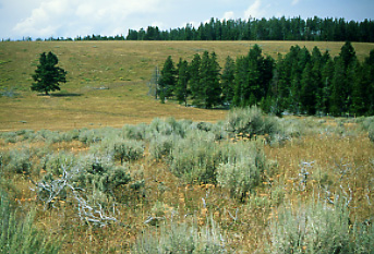 View out of Cliff Lake Bench Research Natural Area. Photo by Mike Hudak.