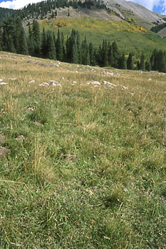 Burro Pass, Manti-La Sal National Forest, Utah. Photo by Mike Hudak.