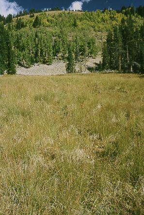 Burro Pass, Manti-La Sal National Forest, Utah. Photo by Mike Hudak.