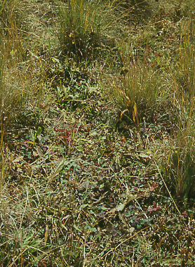 Forbs at Burro Pass, Manti-La Sal National Forest, Utah. Photo by Mike Hudak.