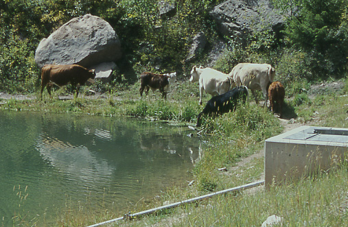 Trespass cattle at Oowah Lake, Manti-La Sal National Forest, Utah. Photo by Mike Hudak.