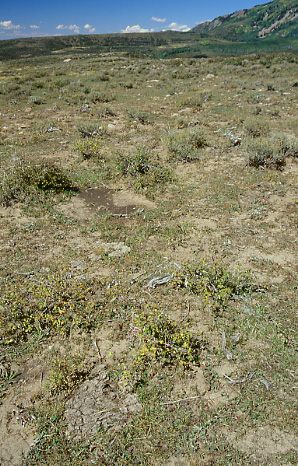 Kentucky bluegrass on Boren Mesa, Brumley Ridge Allotment, Manti-La Sal National Forest, Utah. Photo by Mike Hudak.