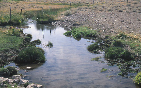 Fenceline contrast: western section of Burnt Creek Exclosure, Challis Field Office, BLM, Idaho. Photo by Mike Hudak.