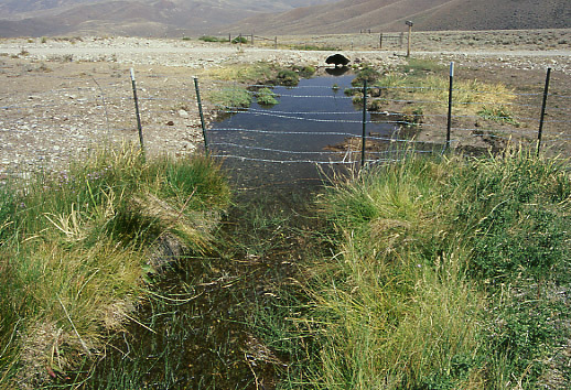 Fenceline contrast: western section, Burnt Creek Exclosure, Challis Field Office, BLM, Idaho. Photo by Mike Hudak.