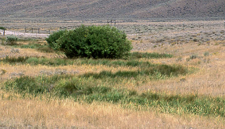 Meander in western section, Burnt Creek Exclosure, Challis Field Office, BLM, Idaho. Photo by Mike Hudak.