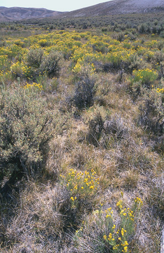 Carter Creek Exclosure, Cumberland/Uinta Allotment, Kemmerer Field Office, BLM, Wyoming. Photo by Mike Hudak.