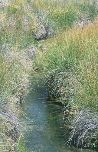 Nebraska sedge, Carter Creek Exclosure, Cumberland/Uinta Allotment, Kemmerer Field Office, BLM, Wyoming. Photo by Mike Hudak.