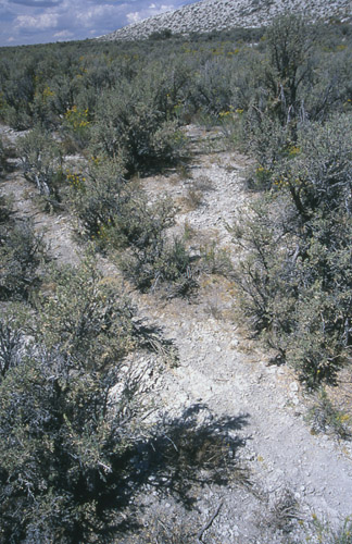 Outside Carter Creek Exclosure, Cumberland/Uinta Allotment, Kemmerer Field Office, BLM, Wyoming. Photo by Mike Hudak.