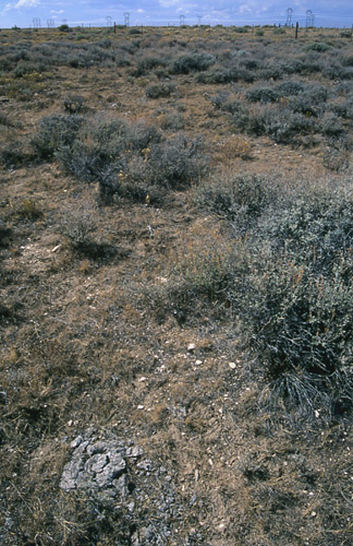 Outside Cumberland Exclosure #2, Cumberland/Uinta Allotment, Kemmerer Field Office, BLM, Wyoming. Photo by Mike Hudak.