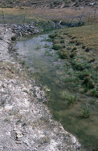 Outside Carter Creek Exclosure, Cumberland/Uinta Allotment, Kemmerer Field Office, BLM, Wyoming. Photo by Mike Hudak.