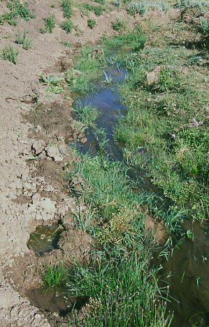 Hoof prints at Spring Creek, Cumberland/Uinta Allotment, Kemmerer Field Office, BLM, Wyoming. Photo by Mike Hudak.