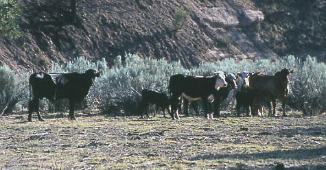 Cattle on Forest Trail #40, Diamond Bar Allotment, Aldo Leopold Wilderness, Gila National Forest, Gila National Forest, New Mexico. Photo by Mike Hudak.