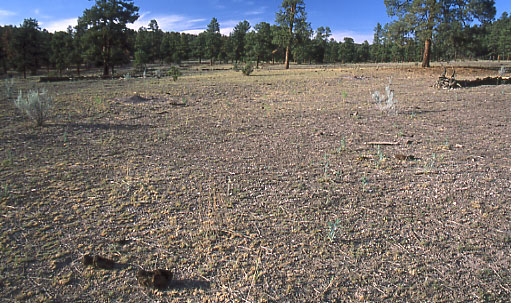 Bare soil near Forest Trail #40: Diamond Bar Allotment, Aldo Leopold Wilderness, Gila National Forest, New Mexico. Photo by Mike Hudak.