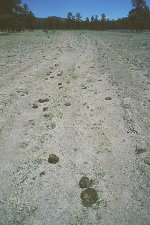 Forest Trail #40, Diamond Bar Allotment, Aldo Leopold Wilderness, Gila National Forest, New Mexico. Photo by Mike Hudak.