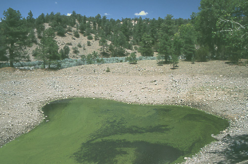 Filled stock tank, Forest Trail #40, Diamond Bar Allotment, Gila National Forest, New Mexico. Photo by Mike Hudak.