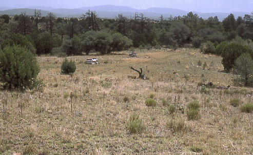 Forest Trail #716, Middle Mesa, Diamond Bar Allotment, Gila Wilderness, Gila National Forest, New Mexico. Photo by Mike Hudak.