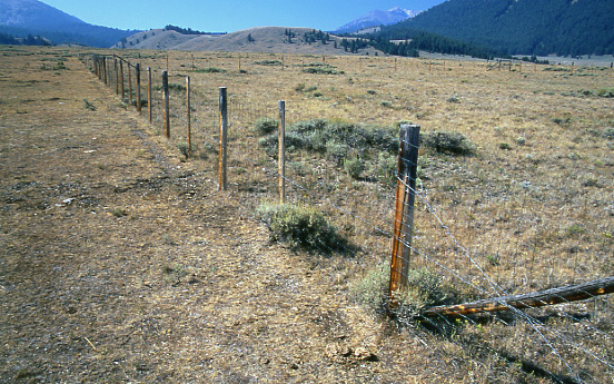 Fenceline contrast: northeast corner of Doublesprings Exclosure, Pahsimeroi Cattle and Horse Allotment, Salmon-Challis National Forest, Idaho. Photo by Mike Hudak.
