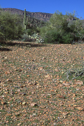 Soil erosion, Tonto National Forest, Arizona. Photo by Mike Hudak.