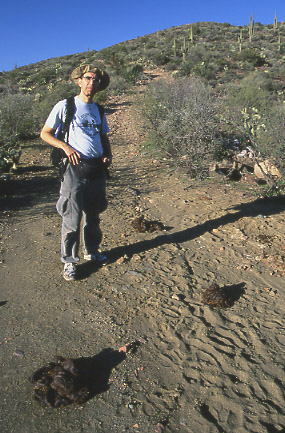 Cow Dung on Forest Road 895, Tonto National Forest, Arizona. Photo by Mike Hudak.