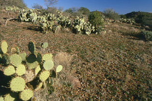 Base of Dutchwoman Butte, Tonto National Forest, Arizona. Photo by Mike Hudak.