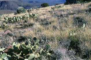 Dutchwoman Butte summit, Tonto National Forest, Arizona. Photo by Mike Hudak.