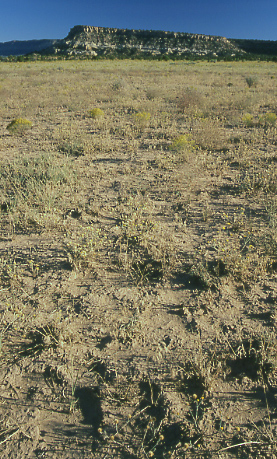 Cheatgrass at Seep Flat, Grand Staircase-Escalante National Monument, Utah. Photo by Mike Hudak.