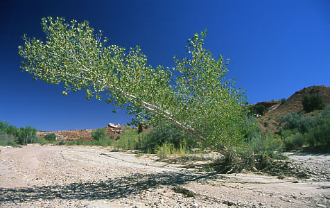 Harris Wash, Grand Staircase-Escalante National Monument, Utah. Photo by Mike Hudak.