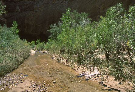 Cattle-free: young riparian forest, Escalante River, Grand Staircase-Escalante National Monument, Utah. Photo by Mike Hudak.