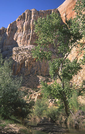 Cattle-free: Escalante River, Grand Staircase-Escalante National Monument, Utah. Photo by Mike Hudak.