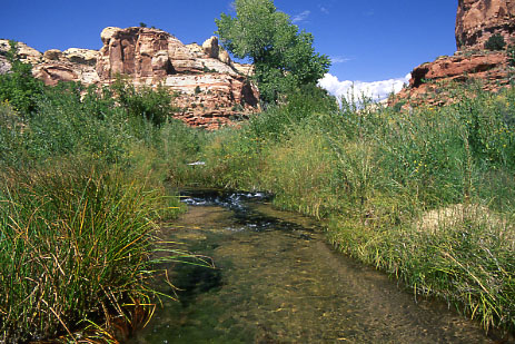 Sedges along Calf Creek, Grand Staircase-Escalante National Monument, Utah. Photo by Mike Hudak.