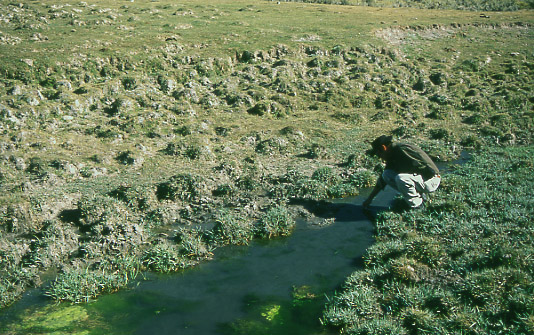 Ray Corning measuring water temperature of Tin Cup Creek, Granite Mountain Open Allotment, Wyoming. Photo by Mike Hudak.