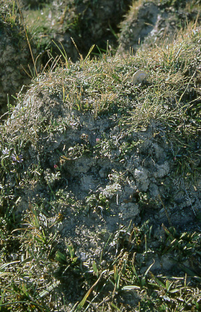 Hummock with quarter for size comparison. Near Tin Cup Creek, Granite Mountain Open Allotment, Wyoming. Photo by Mike Hudak.