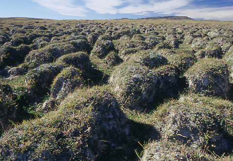 Hummocks at Tin Cup Creek, Granite Mountain Open Allotment, Wyoming. Photo by Mike Hudak