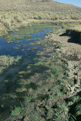 Cattle damage on Tin Cup Creek downstream from spring. Granite Mountain Open Allotment, Wyoming. Photo by Mike Hudak.