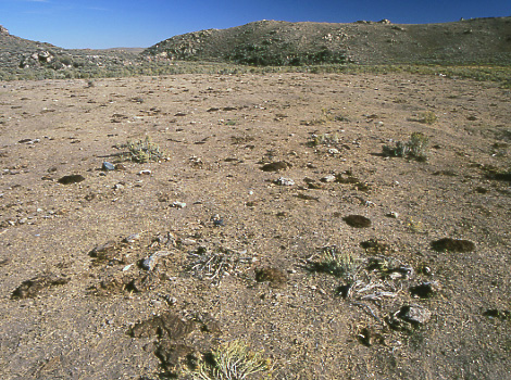 Cattle socializing area, Granite Mountain Open Allotment, Wyoming. Photo by Mike Hudak.