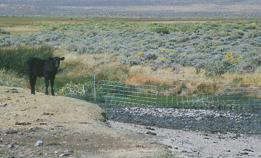 Fenceline contrast: calf by boundary fence. Granite Mountain Open Allotment, Wyoming. Photo by Mike Hudak.