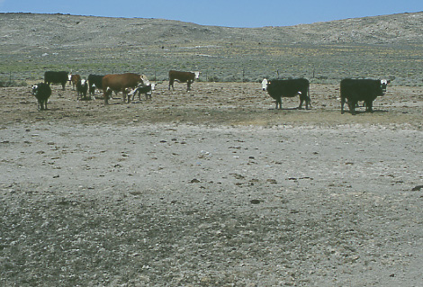 Cattle by creek, Granite Mountain Open Allotment, Wyoming. Photo by Mike Hudak.