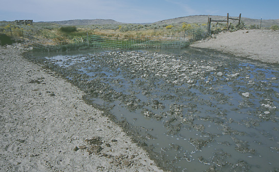 Fenceline contrast: cattle-trampled creek, Granite Mountain Open Allotment, Wyoming. Photo by Mike Hudak.