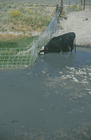 Fenceline contrast: starving cow at fence. Granite Mountain Open Allotment, Wyoming. Photo by Mike Hudak.